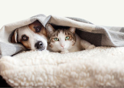 FREE Microchip Clinics Sundays through July 4
